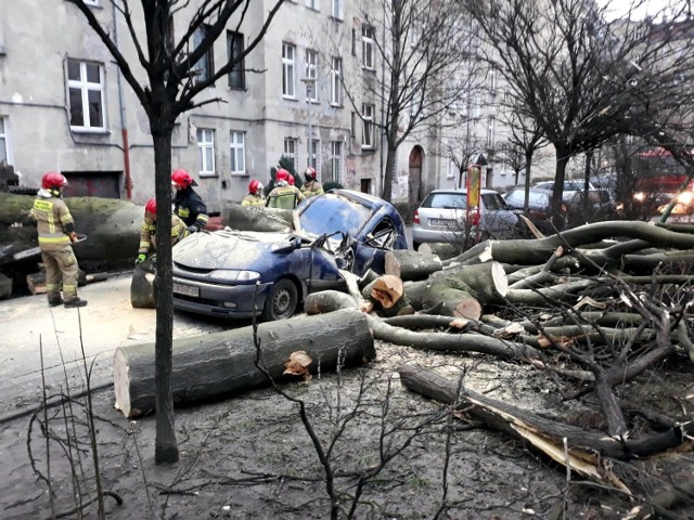 20-metrowe drzewo przewróciło się w podwórku przy ul. Grunwaldzkiej we Wrocławiu 4.02.2021