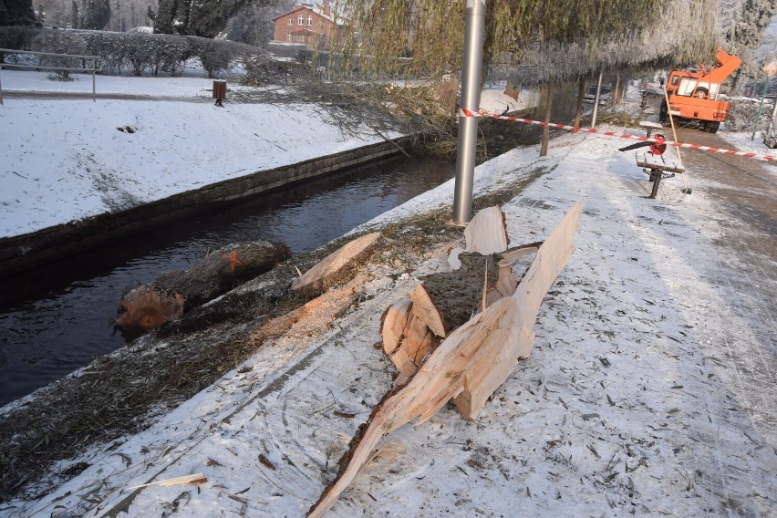 Wierzby znad Niezdobnej w Szczecinku znikają. Ekstremalnie trudna wycinka [zdjęcia]