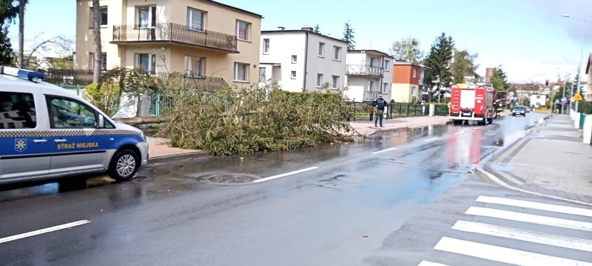 Drzewo runęło na ul. Szkolną. Spory korek w Goleniowie