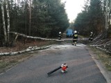 Ktoś wyciął drzewa i odciął dojazd do wsi. Sprawę bada policja [ZDJĘCIA]