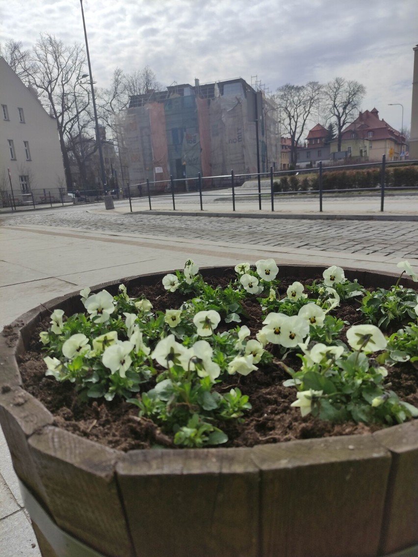 Pierwsze wiosenne kwiaty już ozdabiają Wałbrzych. Trwa sadzenie tysięcy drzew i krzewów. Gdzie?
