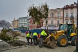 Drzewa wróciły na Rynek w Przemyślu. Dzisiaj odbyły się nowe nasadzenia [ZDJĘCIA]