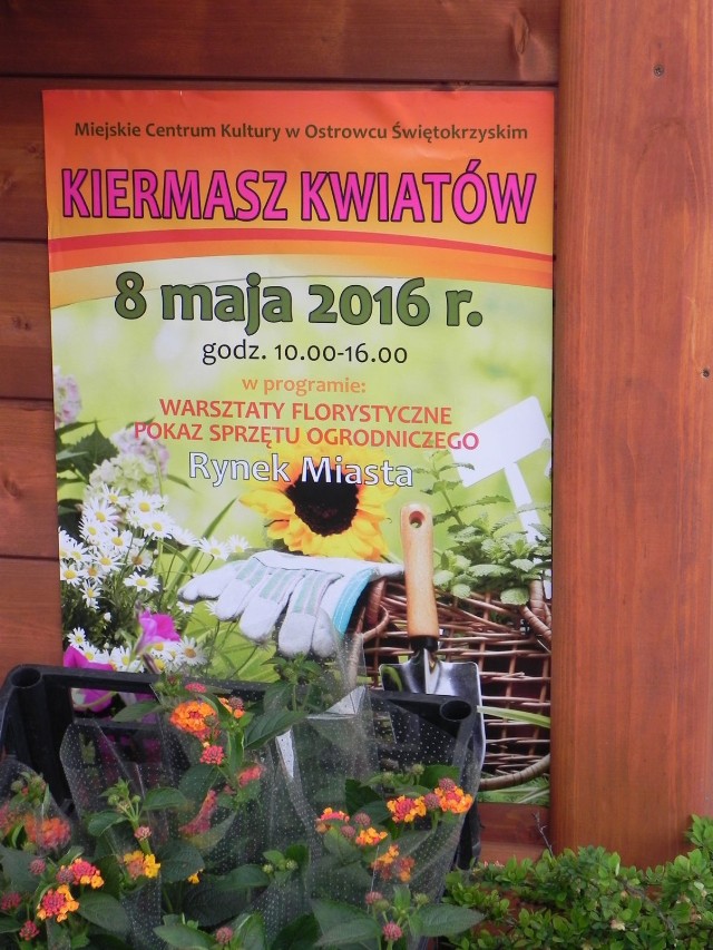Organizatorem &quot;Kiermaszu kwiat&oacute;w&quot; było Miejskie Centrum Kultury. Fot. Krzysztof Krzak