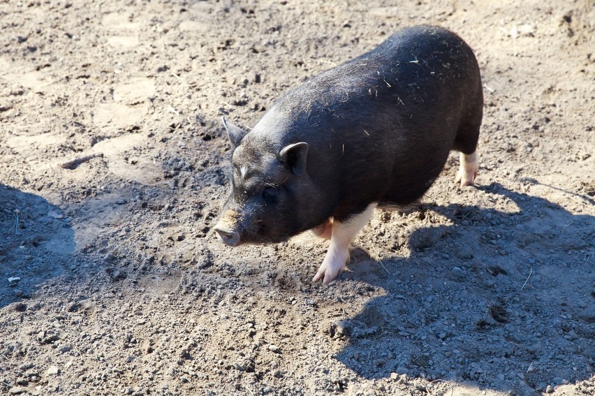 Akcent ZOO Białystok. Wietnamskie świnki na sprzedaż [FOTO]