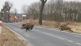 Uwaga na dzikie zwierzęta na drogach! Jesienią to szczególnie ważne