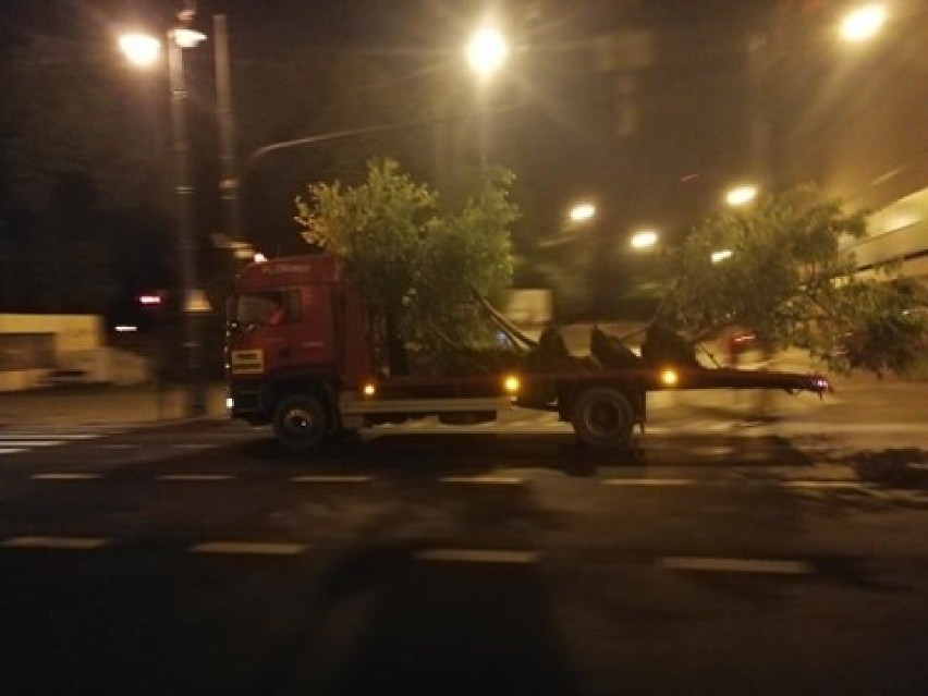 W środku nocy firma zieleniarska zaczęła akcję przesadzania drzew przy ul. Lipowej. Akcję zablokowali mieszkańcy okolicznych kamienic