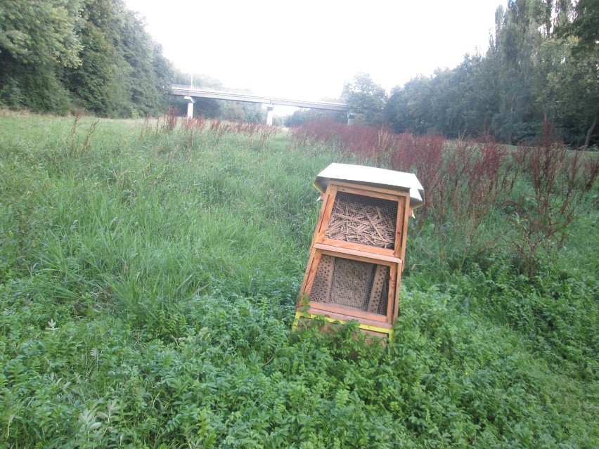 Domki dla pszczół w parku Wodziczki w Poznaniu