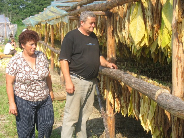Marianna i Andrzej Cejerowie uprawiają, m.in. tytoń. Widok suszących się liści intryguje przyjezdnych