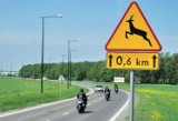 Policjanci sztumscy ostrzegają: uwaga na zwierzęta leśne na drogach! ZDJĘCIA