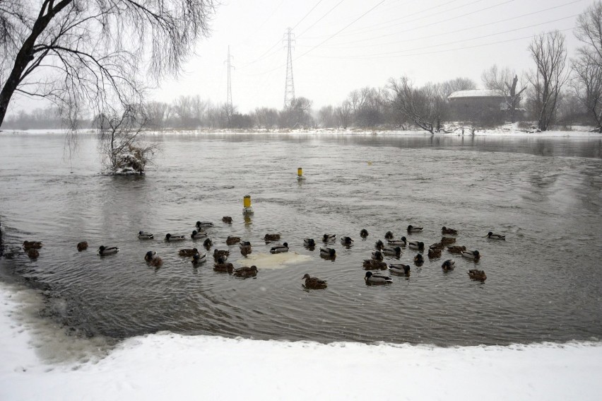 Zimowe zdjęcia nad Odrą w Głogowie. Lód, kra i... kaczki