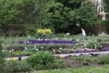 Kraków. Rośliny z Ogrodu Botanicznego UJ możesz mieć w domu. Wystarczy kupić. Trwa wiosenna wyprzedaż nadwyżek roślin [ZDJĘCIA, CENY] 12.6