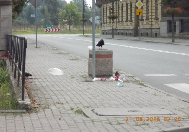 Oto dowód miejskich urzędników na to, że za nieporządek w mieście odpowiadają wrony.