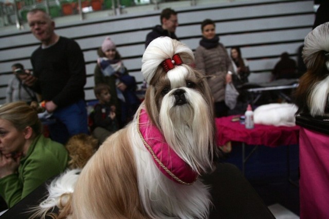 Psi fryzjer w Legnicy i okolicach. Zobaczcie na kolejnych zdjęciach, gdzie znajdują się salony fryzjerskie dla psów --->>>
