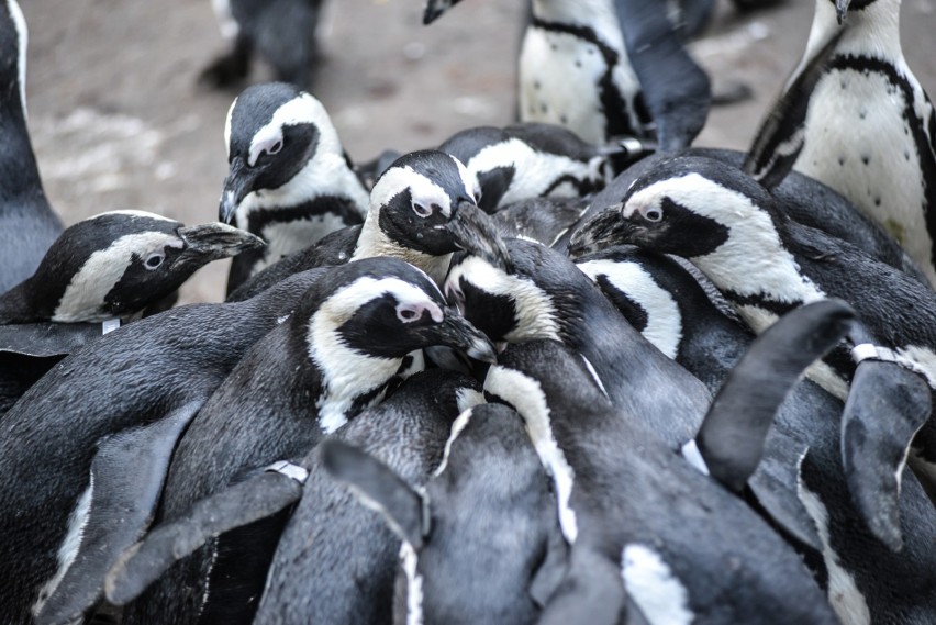 Ogród Zoologiczny w Oliwie

Nasz przegląd rozpoczynamy od...