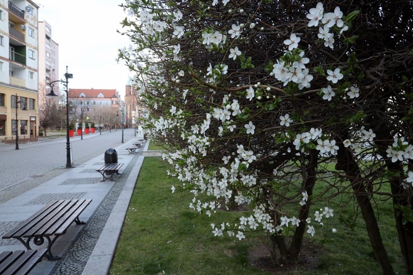 W Legnicy jest już wiosna, miasto wygląda zjawiskowo.  [ZDJĘCIA]