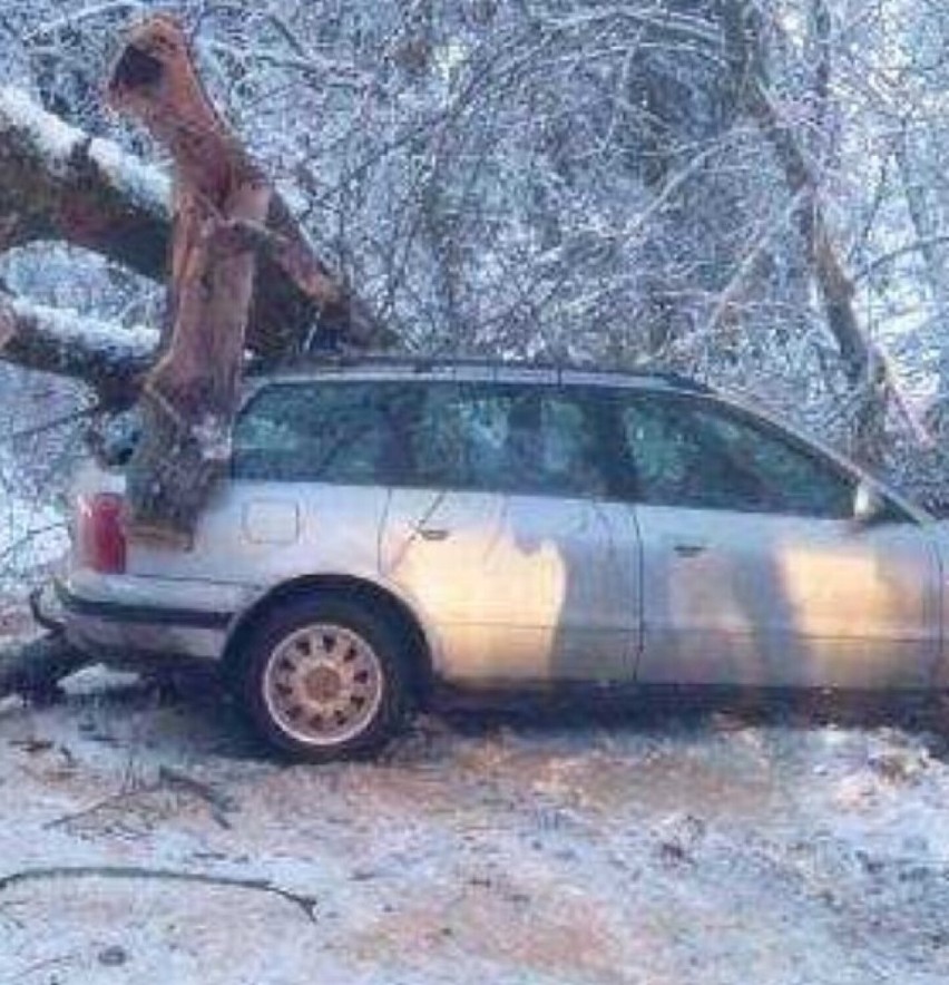 Drzewo runęło na samochód