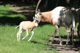 Cenny maluch w gdańskim ZOO. To samiczka oryksa szablorogiego! W przyrodzie uznany jest za wymarły 