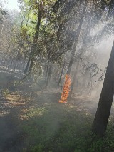 Pożar lasu w Małczu koło Lubochni. W akcji 10 zastępów straży pożarnej [ZDJĘCIA]