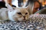 Pokaz kotów rasowych w łódzkiej w Sukcesji. Ponad 50 ras kotów i porady weterynaryjne [ZDJĘCIA]