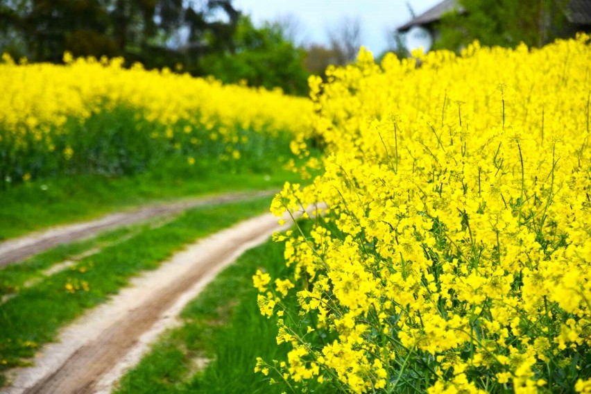 Rzepak - żółty klejnot powiatu wągrowieckiego - łany tej rośliny tworzą niesamowite krajobrazy