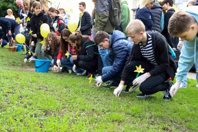 Na skwerze seniora posadzonych zostało 700 cebulek żonkili.