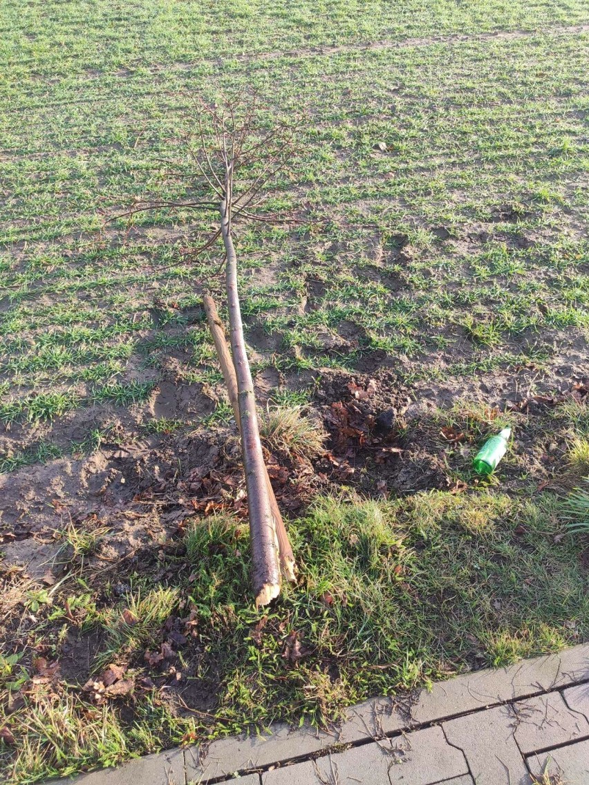 Zniszczono osiem drzewek przy drodze powiatowej w Konarzewie