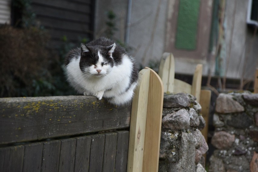 Jeden z czterech kotów pana Jerzego na straży posesji