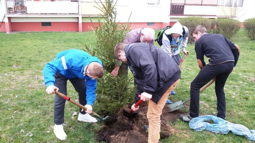 „Drzewo to życie”- akcja wolontariuszy Hufca Pracy we Włocławku [zdjęcia]