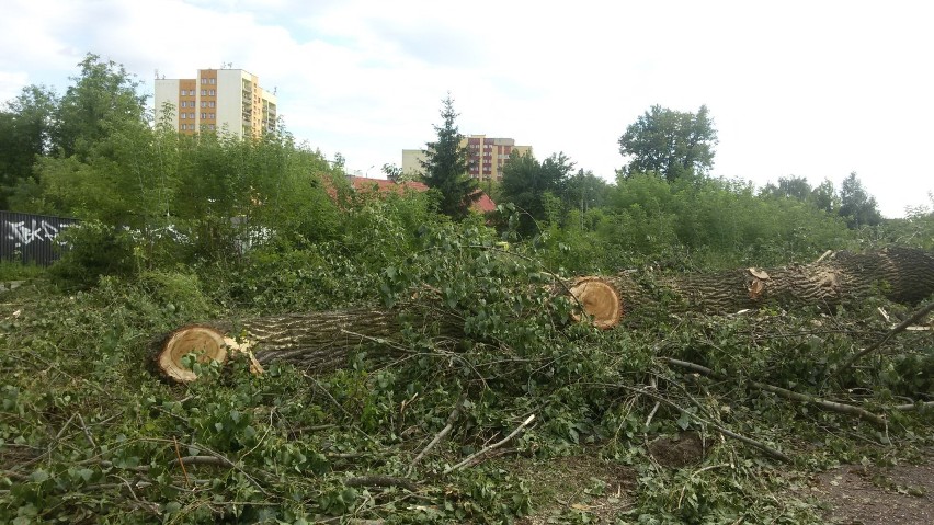 Wycięte drzewa przy dworcu kolejowym w Gołonogu ZDJĘCIA