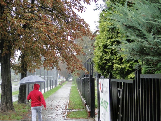 Kasztanowce powinny być jeszcze zielone o tej porze roku, ale już schną. Tak jest choćby na ulicy Beliny - Prażmowskiego.