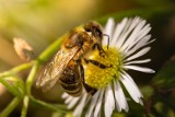 Studnia Kulturalna JDK zaprasza. Tajemnice świata pszczół