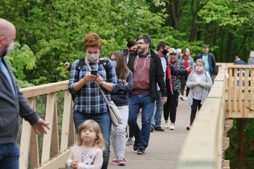 Niedawno otwarta kładka w koronach drzew na Antoninku cieszy...