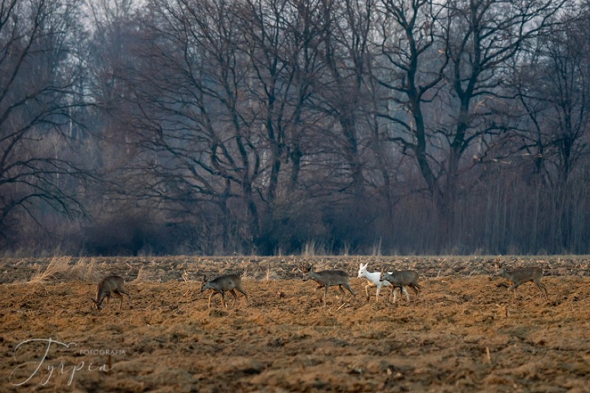 Albinizm (bielactwo) to bardzo rzadka cecha występująca...