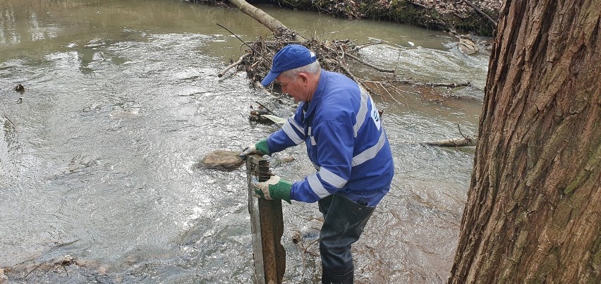 Pracownicy legnickich Wód Polskich posprzątali rzeki w...