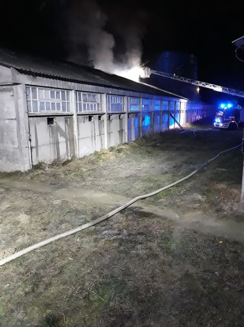 Pożar fermy drobiu w Szamocinie. Spłonęło kilka tysięcy indyków (ZDJĘCIA)