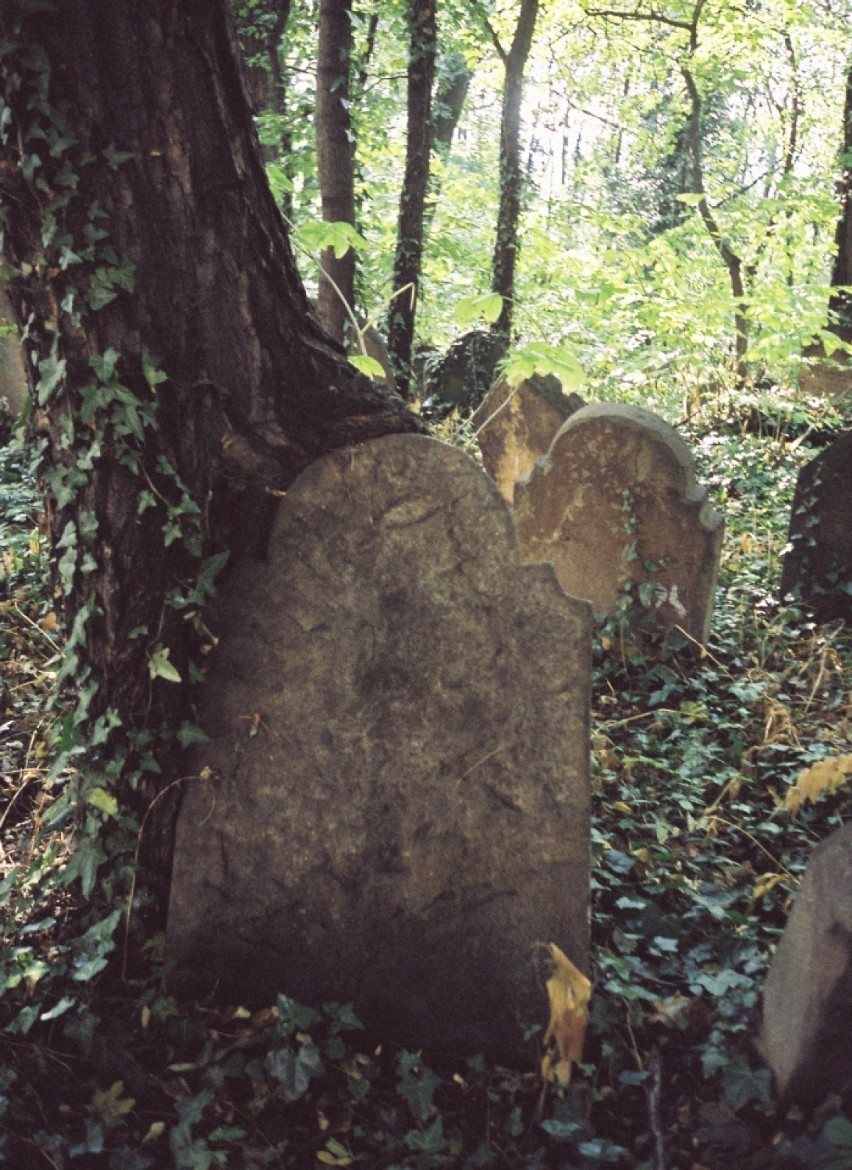 Kirkut w Cieszynie. Zobacz unikalne macewy ze starego cmentarza żydowskiego przy Hażlaskiej