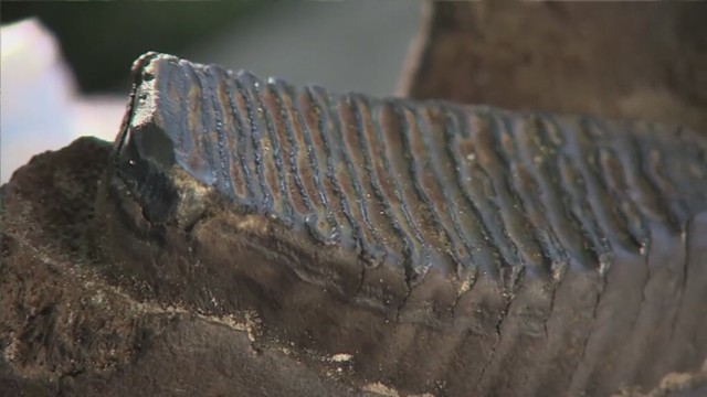 Kość żuchwową młodego mamuta znaleziono w Dębnie. Na razie ...