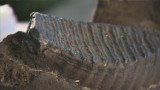 W lesie na Dolnym Śląsku znaleziono szczątki mamuta [Wideo]