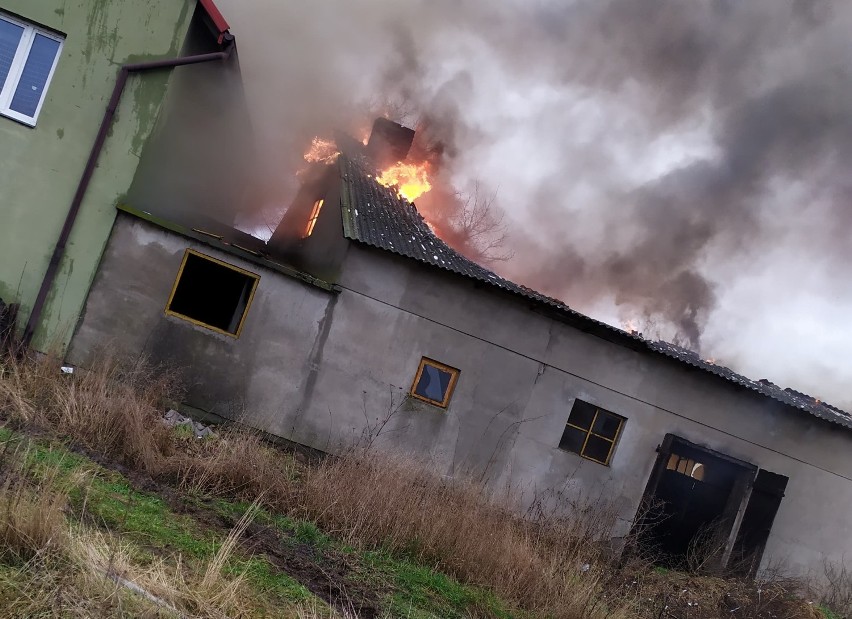 Duży pożar w powiecie włocławskim. Kilka zastępów straży pożarnej walczy z ogniem. Padły zwierzęta [zdjęcia]