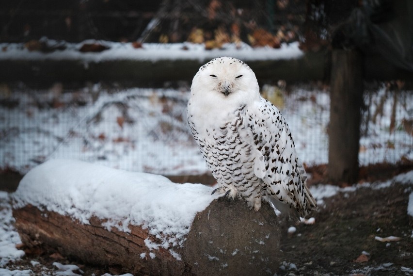 Święty Mikołaj i renifery czekają na dzieci w krakowskim ZOO. Dodatkowa atrakcja - karmienie zwierząt