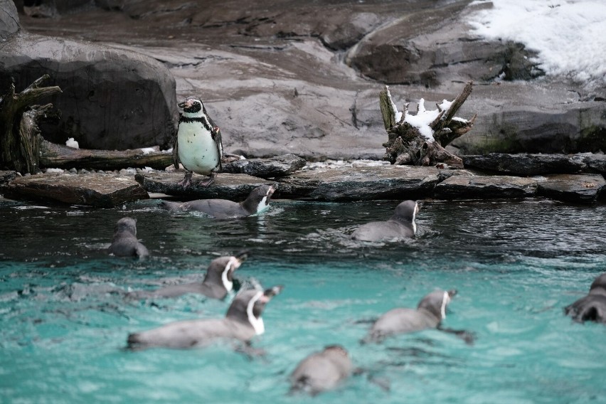 Święty Mikołaj i renifery czekają na dzieci w krakowskim ZOO. Dodatkowa atrakcja - karmienie zwierząt