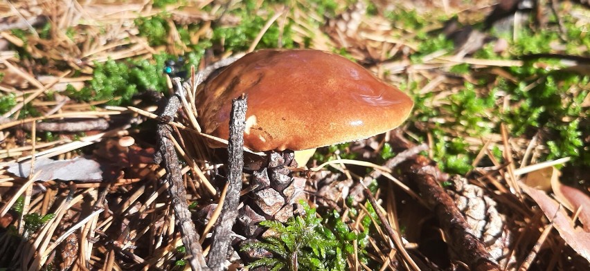 Grzybowy sezon w pełni. Jest co zbierać także w sieradzkich i poddębickich lasach. Zapraszamy Czytelników, by pochwalili się zbiorami FOTO