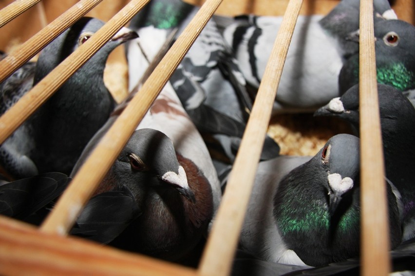 Syców: Hodowcy gołębi z Międzyborza rozpoczęli nowy sezon