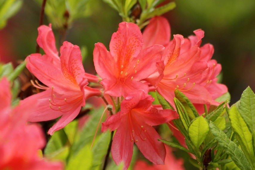 Azalie to bliskie kuzynki rododendronów, które różnią się...