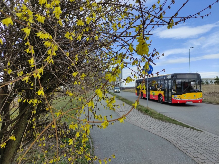 Wałbrzyski autobus linii nr 2 pojedzie jeszcze dalej - aż pod Dzikowiec. Zmiana rozkładu