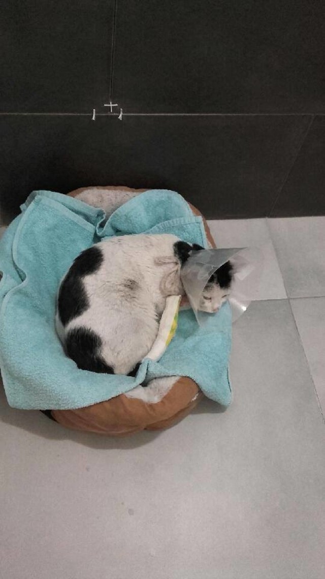 Makabra w Rybniku: znaleźli poranionego kotka