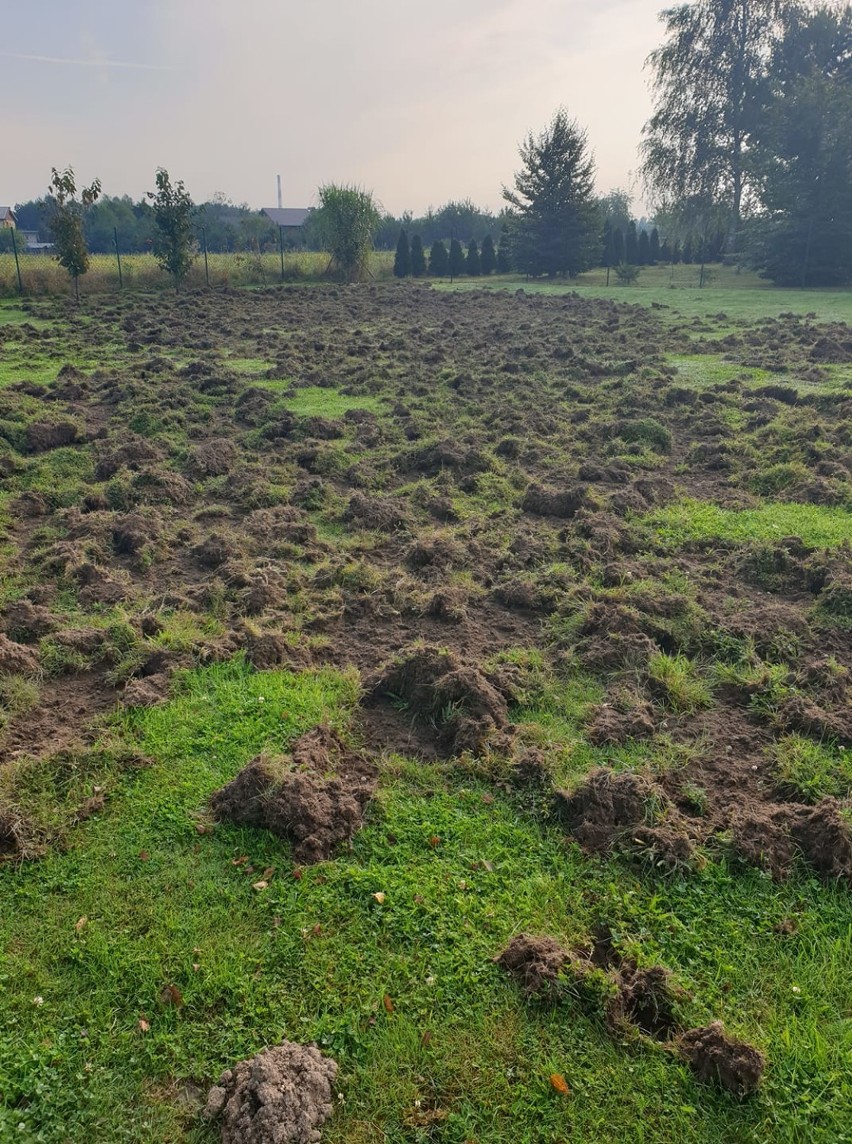 Dziki niszczą posesje w Wodzisławiu Śl.