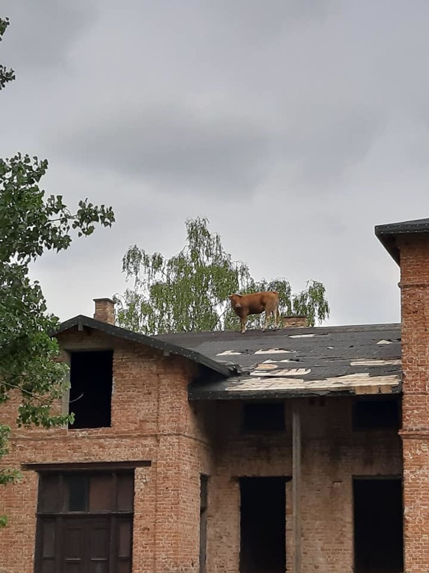 Nietypowa interwencja Ochotniczej Straży Pożarnej. Ratowali krowę uwięzioną na...dachu budynku [ZDJĘCIA]