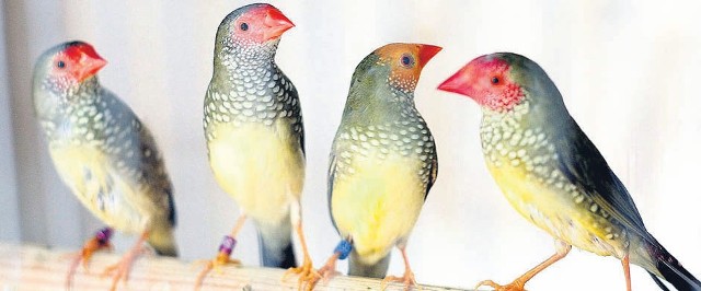Wystawa kanarków i ptaków egzotycznych w ŁDK