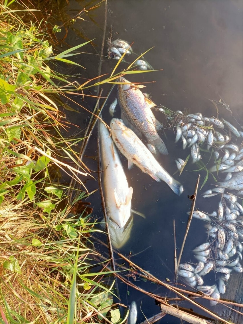 Kolejne śnięte ryby w Kanale Gliwickim na terenie Kędzierzyna-Koźla. Tym razem padły głównie małe sztuki